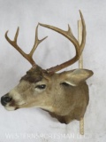 Whitetail Sh Mt TAXIDERMY