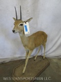 Lifesize Steinbuck on Base TAXIDERMY