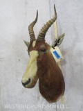 Blesbok Sh Mt TAXIDERMY