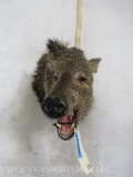 Javalina Sh Mt TAXIDERMY