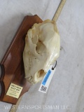 Black Bear Skull on Plaque