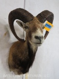 Mouflon Sheep Sh Mt TAXIDERMY