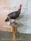 Lifesize Turkey on Pedestal