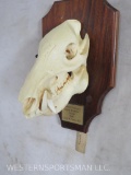 Javelina Skull on Plaque