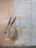 Eland Sh Mt TAXIDERMY