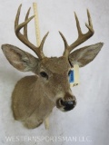 Whitetail Sh Mt TAXIDERMY