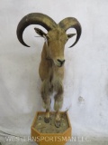 1/2 Body Aoudad Sheep TAXIDERMY