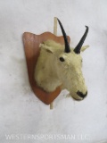 Old Funky Mountain Goat Sh Mt on Plaque TAXIDERMY