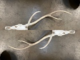 AXIS DEER SKULL  TAXIDERMY