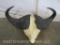 Cape Buffalo Horns on Skull Capp TAXIDERMY