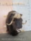 Musk Ox Sh Mt TAXIDERMY