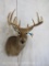 Whitetail Sh Mt TAXIDERMY