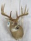 Whitetail Sh Mt TAXIDERMY