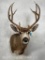 Mule Deer Sh Mt TAXIDERMY