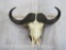 Cape Buffalo Skull on Plaque TAXIDERMY