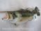 REPRODUCTION BASS FISH MT TAXIDERMY