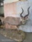 Lifesize Mountain Nyala on Base