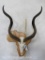 Kudu Skull on Africa Plaque
