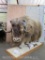 LIFESIZE MUSK OX ON BASE TAXIDERMY