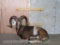 Lifesize Laying Mouflon - Freestanding