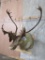 Caribou Sh Mt TAXIDERMY