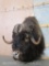 Musk Ox Sh Mt TAXIDERMY