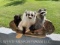 Beautiful, Noah's Ark Black Squirrel, Badger, and Raccoon - NEW Taxidermy