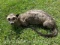 Rarely Seen, Asian or Common Palm Civet Lifesize laying down Taxidemy mount , 23 inches long x 11 in