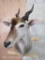 Eland Sh Mt TAXIDERMY