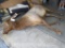 Lifesize Female Elk - Dead Mount