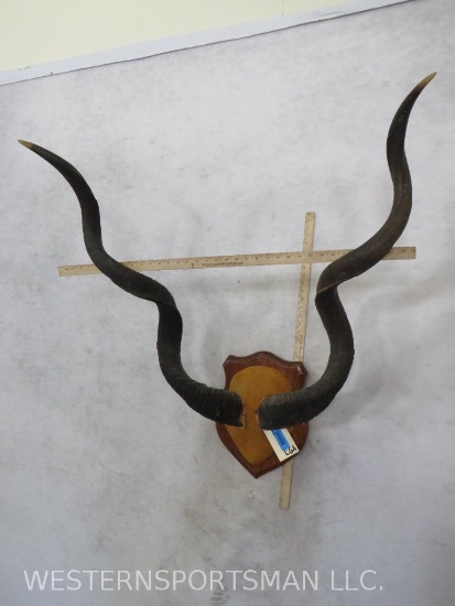 MOUNTED KUDU HORNS ON PLAQUE TAXIDERMY