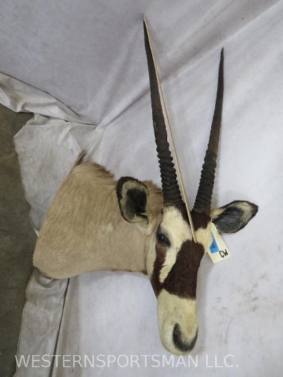 Gemsbok Sh Mt TAXIDERMY