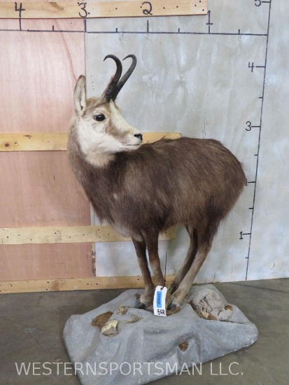 Lifesize Chamois on Base TAXIDERMY