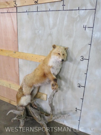 Lifesize Red Fox on Base TAXIDERMY