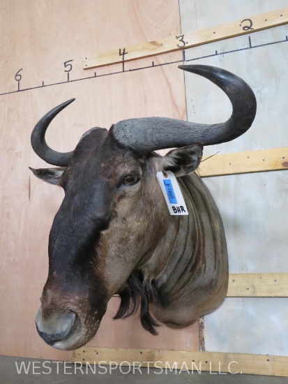 Wildebeest Sh Mt TAXIDERMY