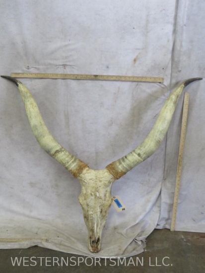 WATUSSI SKULL TAXIDERMY