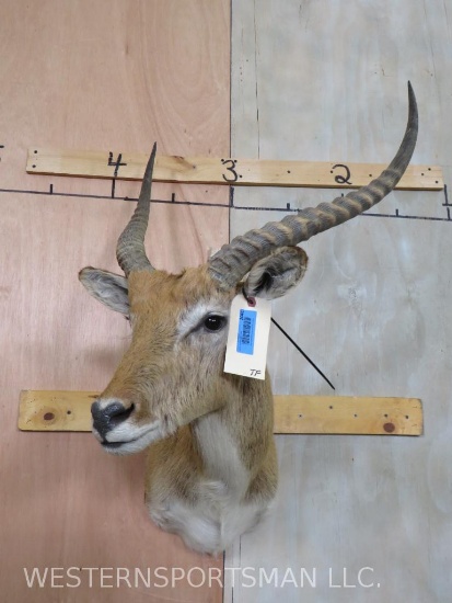 Red Lechwe Sh Mt (TX RESIDENTS ONLY) TAXIDERMY
