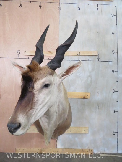 REALLY NICE ELAND SH MT TAXIDERMY