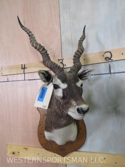 Blackbuck Sh Mt TAXIDERMY