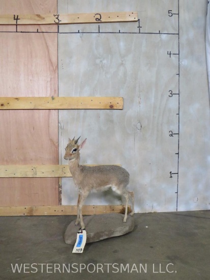 LIFESIZE DIK DIK ON BASE TAXIDERMY