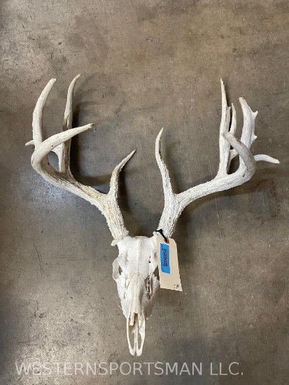 WHITETAIL SKULL TAXIDERMY