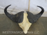 Cape Buffalo Horns on Skull Capp TAXIDERMY