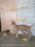 LIFESIZE CARACAL CAT & LIFESIZE DUIKER ON BASE TAXIDERMY
