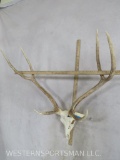 Axis Deer Skull TAXIDERMY