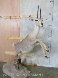 Lifesize Val Reedbok on Base TAXIDERMY