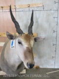 Eland Sh Mt TAXIDERMY