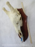 XL Giraffe Skull on Plaque TAXIDERMY