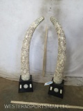 Carved Bone Tusks w/Bases TAXIDERMY