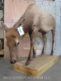 Lifesize Female Elk on Base