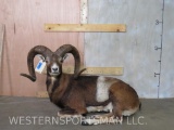 Lifesize Laying Mouflon - Freestanding